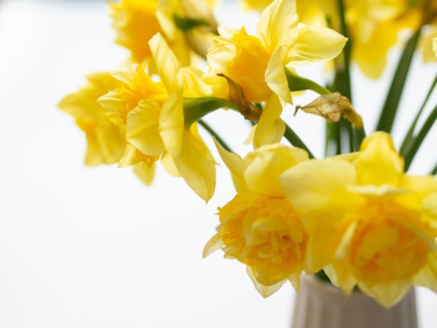 Premium Photo | Bouquet of daffodil narcissus in a vase
