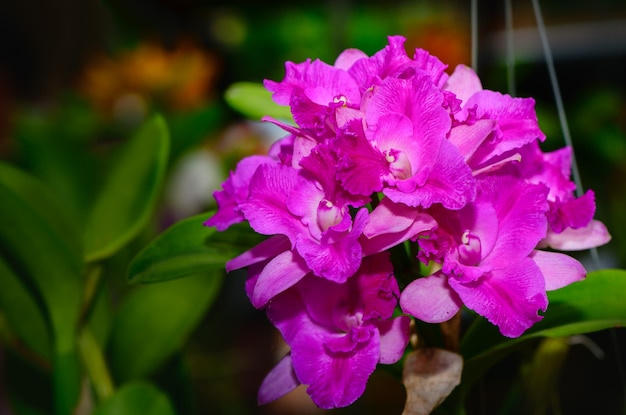 Premium Photo Bouquet  of hybrid pink cattleya  orchid 