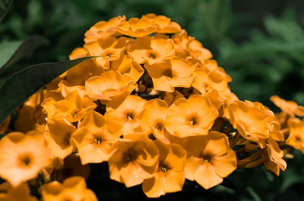 屋外の庭の小さな黄色い花の花束 クローズアップ フロックスの花 プレミアム写真
