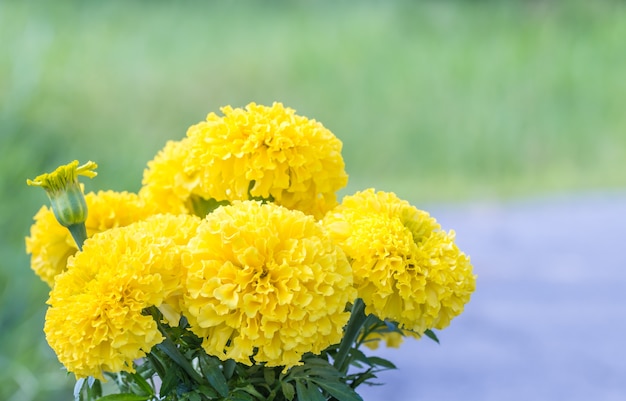 黄色の花 アメリカのマリーゴールドの花束 プレミアム写真