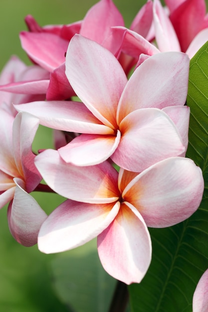 Premium Photo Bouquet Of Pink Plumeria Or Frangipani Flower