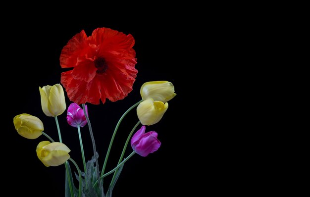 bouquet-yellow-purple-tulips-poppy-black-background_98725-439.jpg