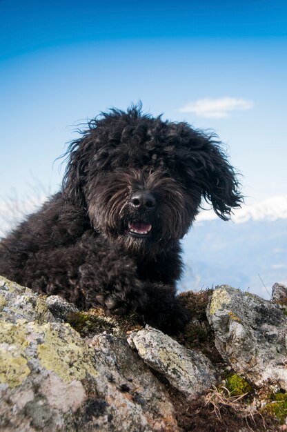 Premium Photo Bouvier Des Flandres Portrait