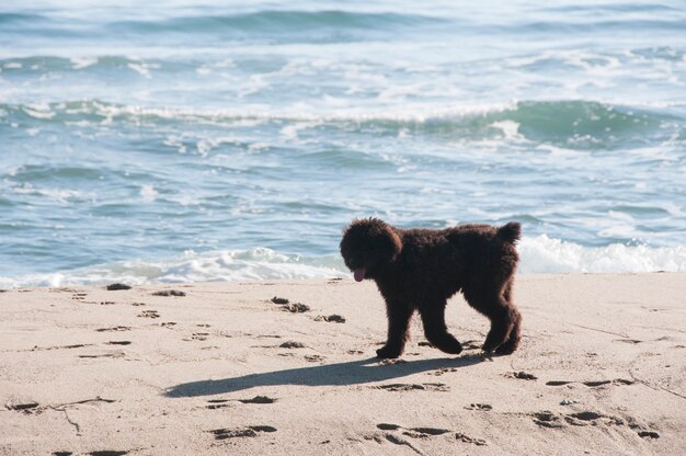 海で砂に沿って歩くブーヴィエ デ フランドルの子犬 プレミアム写真