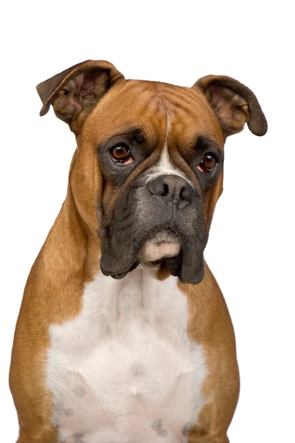 Premium Photo | Boxer dog portrait isolated