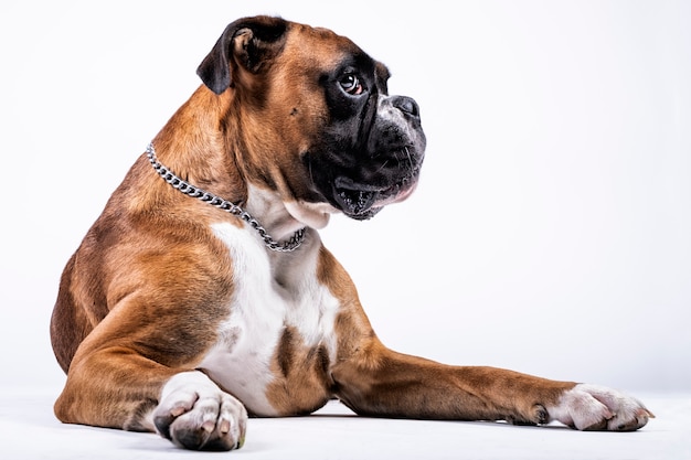 Premium Photo Boxer  dog with suggestive look on white  