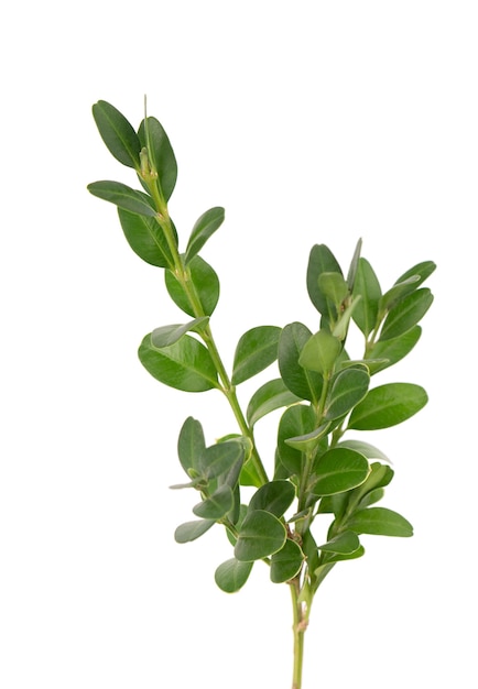 Premium Photo | Boxwood branch isolated on white