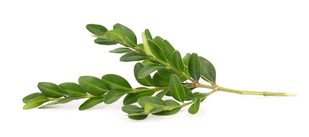 Premium Photo | Boxwood branch isolated on white