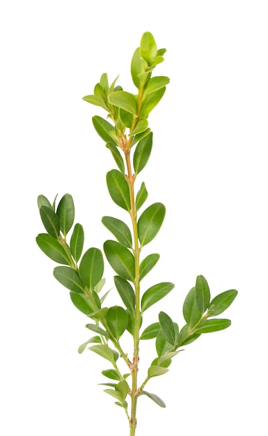 Premium Photo | Boxwood branch isolated on white