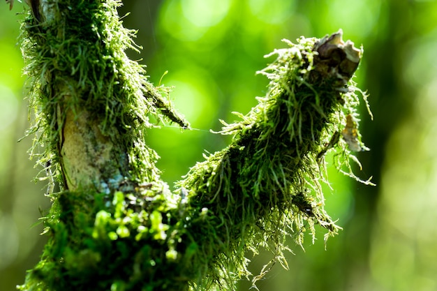 Premium Photo | Boxwood forest. rize - turkey