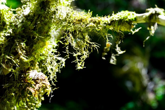 Premium Photo | Boxwood forest. rize - turkey