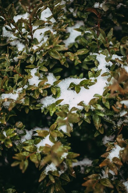 Premium Photo | Boxwood twigs in the snow in the garden. decorative ...