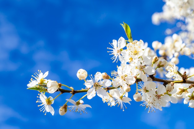 Premium Photo A Branch Of A Blossoming Cherry Plum Tree Beautiful White Flowers Close Up On A Background Of Blue Sky Background With Place For Text