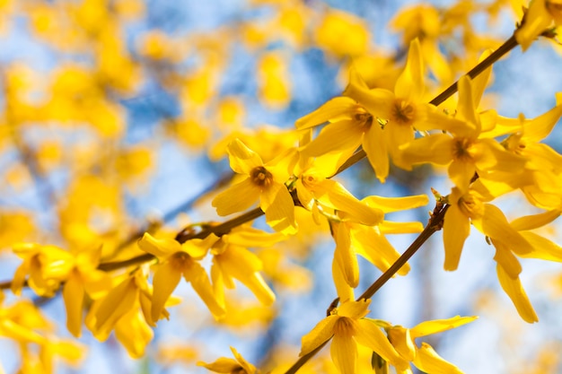 Premium Photo | Branch of flowering forsythia closeup on blue sky