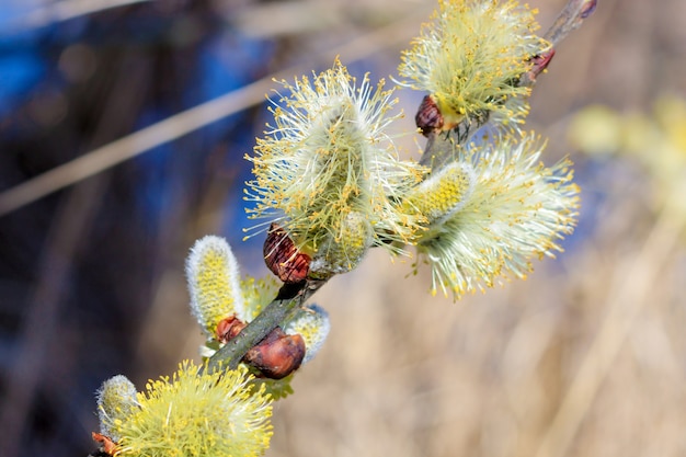 Premium Photo Branch Of Flowering Willow On A Sunny Spring Day