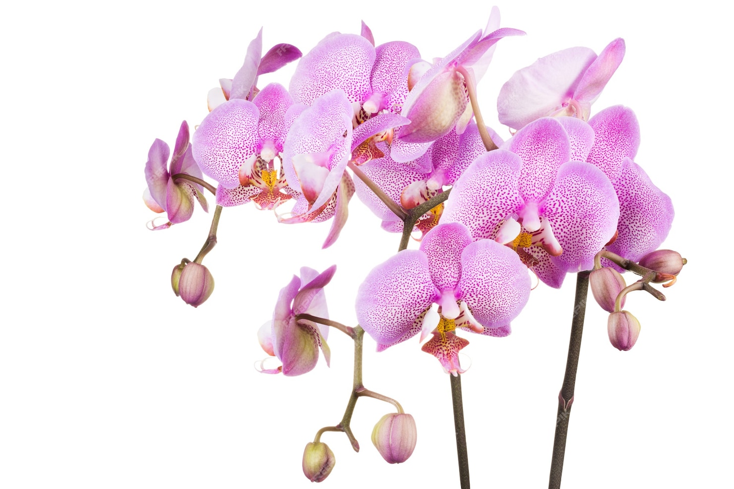 Premium Photo | Branch of light purple phalaenopsis flower isolated on ...