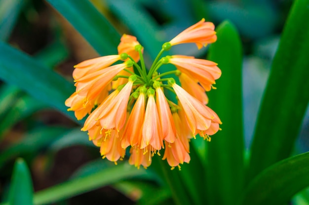 美しいオレンジ色のユリズイセン科の花の枝 無料の写真