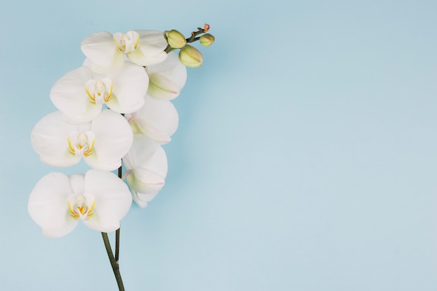 Premium Photo The Branch Of Pure White Orchid Flower On Blue Background