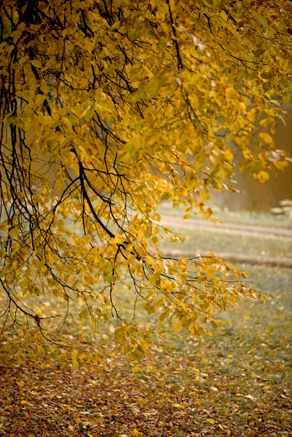 Premium Photo Branch Of The Tree With Golden Leaves