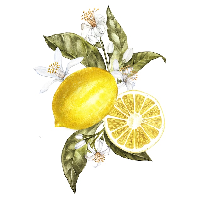 Branch of watercolor lemon tree with leaves, yellow lemons and flowers Premium Photo