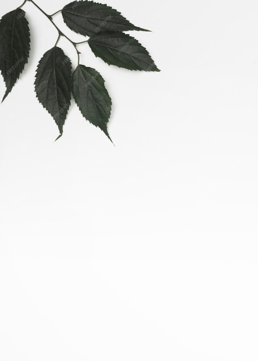 Free Photo | Branch with black leaves in corner