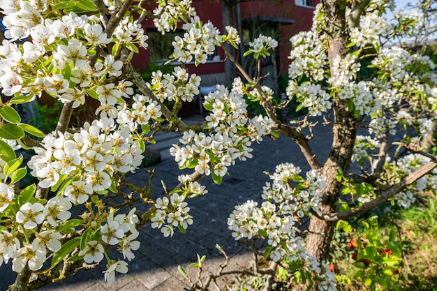 Free Photo Branches Of Apple Blossom Flowers On The Trees In The Yard