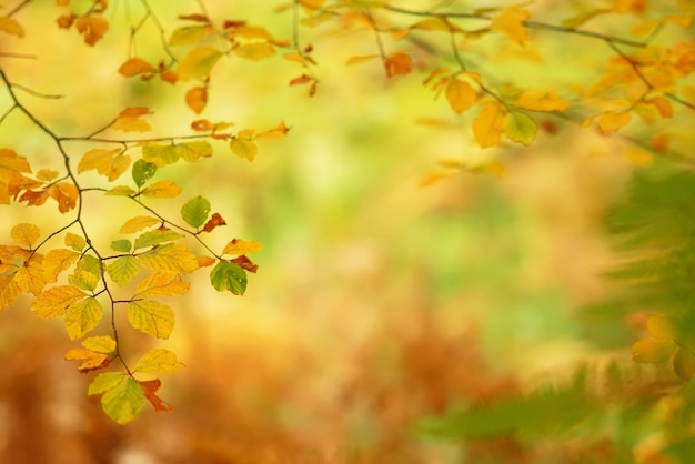 Branches of autumn trees on a blurred background Premium Photo