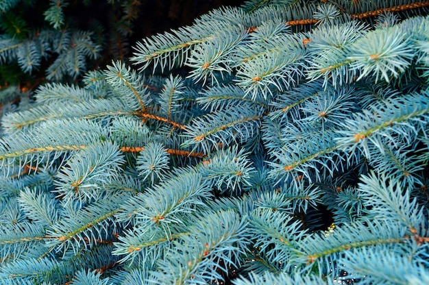 Premium Photo Branches Of Blue Spruce Close Up