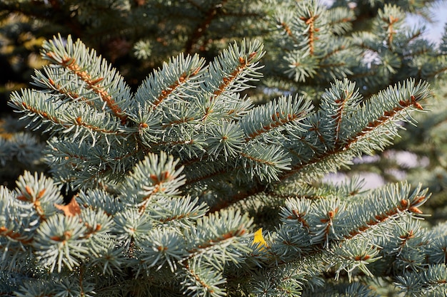 Premium Photo | Branches of blue spruce closeup