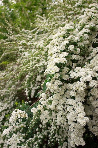 Premium Photo | Branches of bushes of blossoming white spiraea in the park.