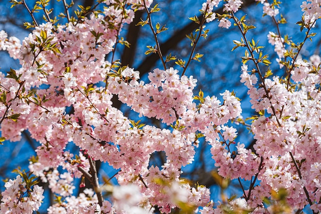 街の通りの木に花が咲く桜の枝 白とピンクがかった花の春の花を持つ木 背景の春の桜の枝や咲く木 プレミアム写真