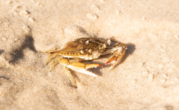 Premium Photo | Brazilian crab on brazilian beach.