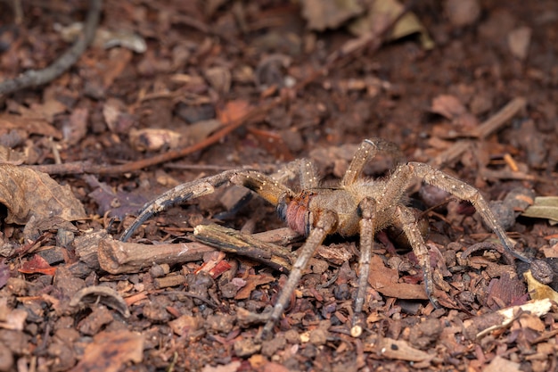 Premium Photo | Brazilian wandering spider phoneutria nigriventer