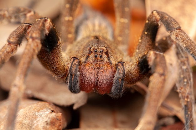Premium Photo Brazilian Wandering Spider