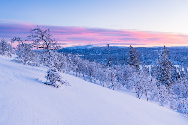 ノルウェーの日没時に雪に覆われた森の息をのむような景色 無料の写真