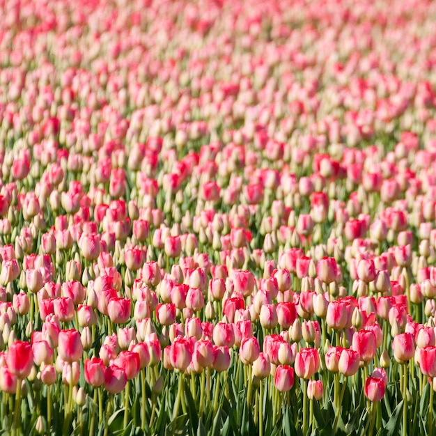 Free Photo | Breathtaking view of thousands of beautiful pink tulips ...