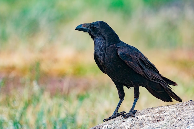 カラスのきらめく黒い羽 プレミアム写真