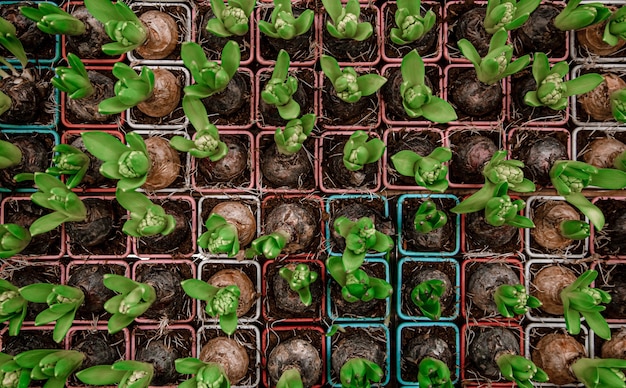 ヒヤシンスの花のテクスチャをたっぷりと明るい背景 自然植生 花 球根と概念の抽象的な背景 無料の写真