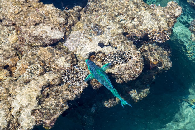 澄んだ海の浅瀬で明るく美しい魚がサンゴ礁の周りを泳ぐ プレミアム写真