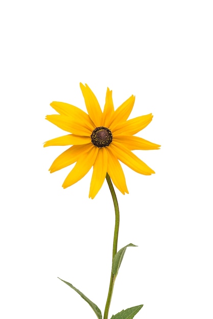 Premium Photo | Bright beautiful yellow flower with a stem isolated on