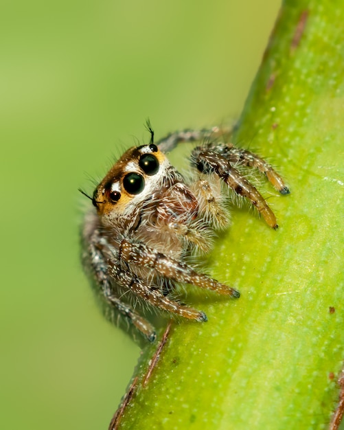 Premium Photo | Bright big eyes of a jumping spider on a big head