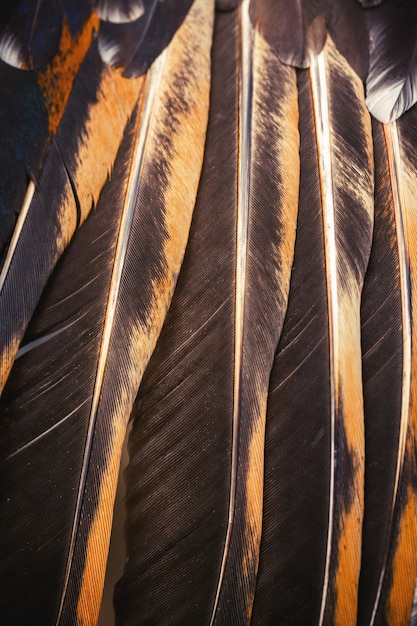 Premium Photo | Bright colorful feathers of some bird