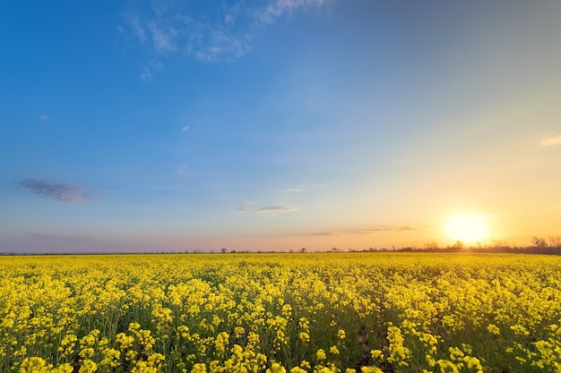 Premium Photo | Bright colorful sunset field canola