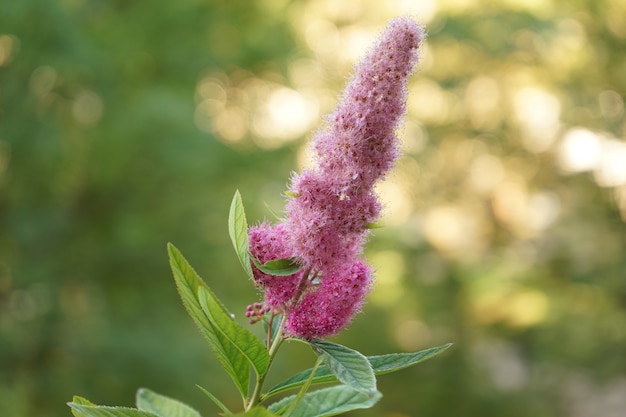 自然のぼやけた緑黄色背景に明るいふわふわピンクの花 プレミアム写真