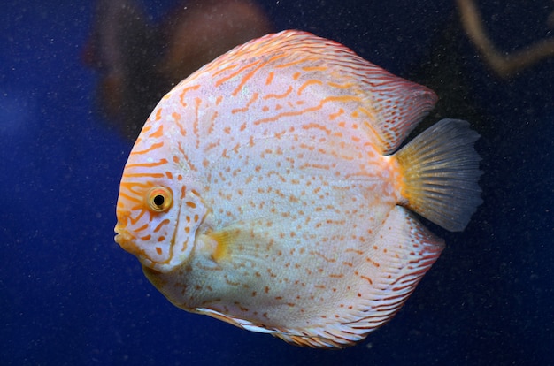 明るい淡水symphysodon Discus アマゾン川の魚 プレミアム写真