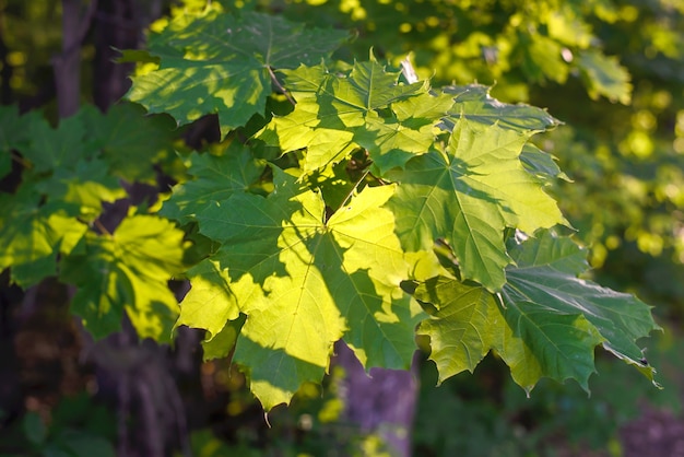 Premium Photo | Bright green maple leaves in the sunlight close up