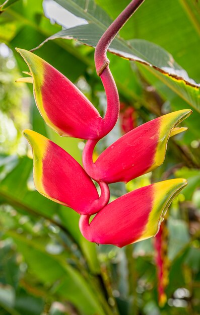 Premium Photo Bright Heliconia Rostrata Or Lobster Claw Flower Hanging In Honolulu