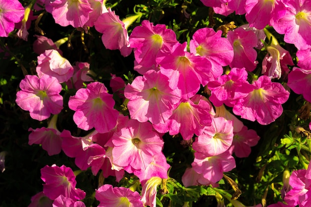 Premium Photo | Bright pink petunia flowers for a background