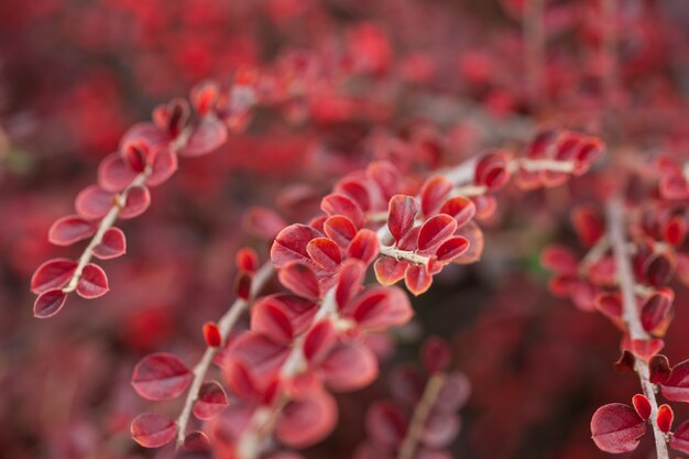 Premium Photo Bright Red Berries Of Bearberry Cotoneaster