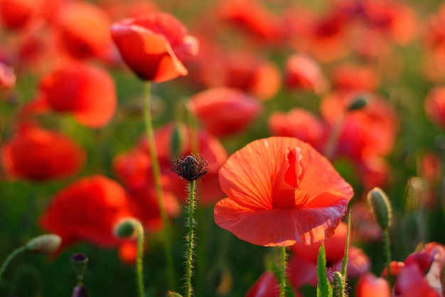 Premium Photo | Bright red poppy flowers. soft focus. the color of the ...